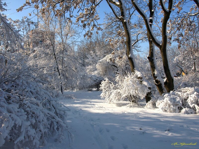 Snow-covered Path in Park — White, Serene, Winter, Photograph, Trees, Bushes, Sky, Blue