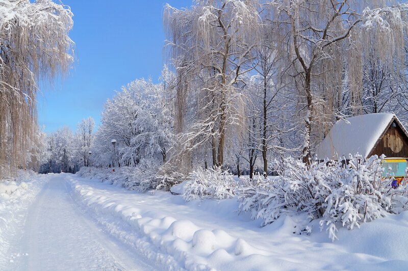 Snow-covered Path in Park — White, Serene, Winter, Photograph, Trees