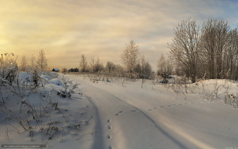 Snow-covered Path in Winter — White, Serene, Photograph, Trees, Footprints