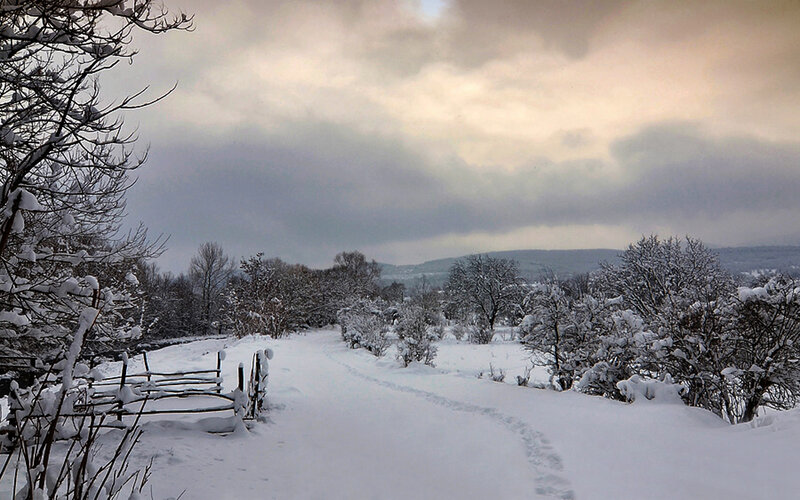 Snow-covered Path in Winter — White, Serene, Photograph, Trees