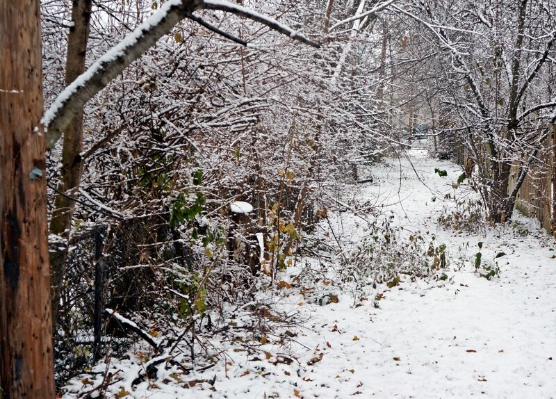 Snow-covered Path in Woods — White, Quiet