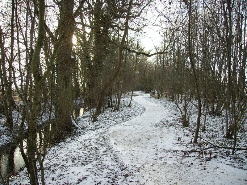 Snow-covered Path in Woods — White, Serene