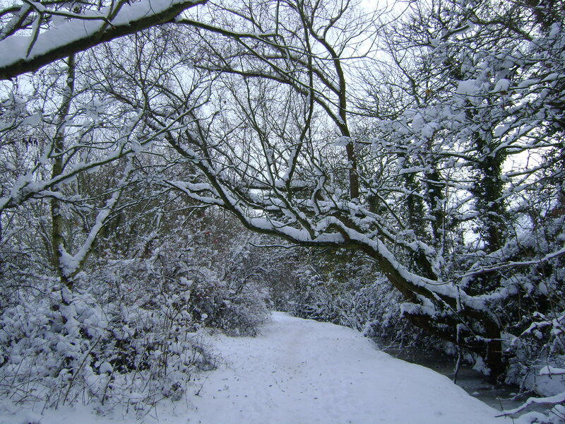 Snow-covered Path in Woods — White, Serene, Winter