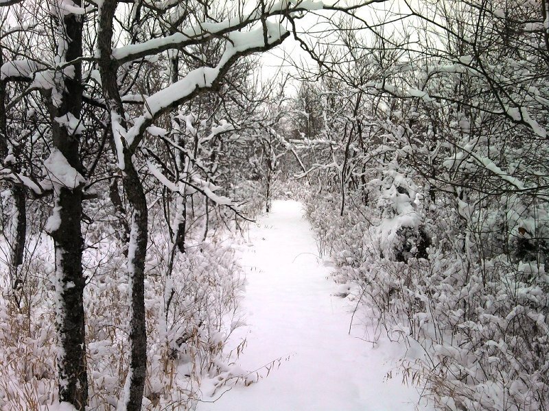 Snow-covered Path in Woods — White