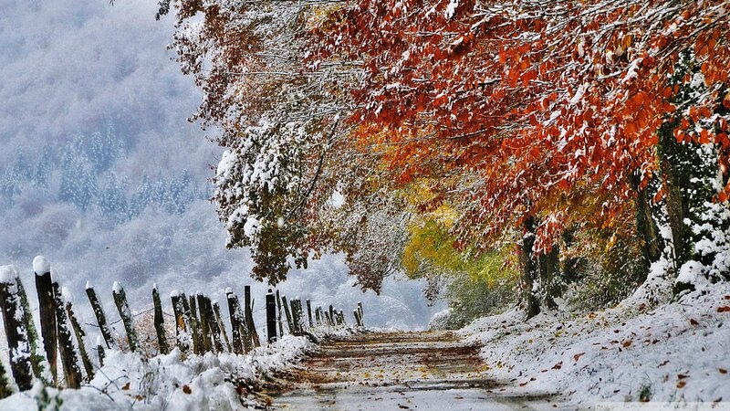 Snow-covered Path under Trees