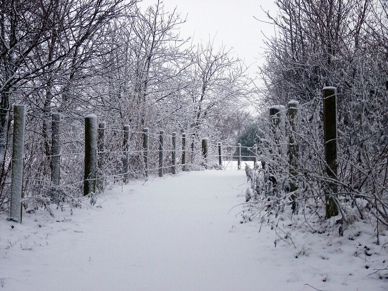 Snow-covered Path — White, Serene, Winter, Photograph, Fence, Trees, Bushes