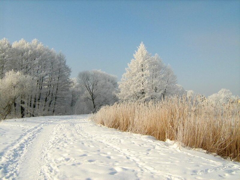 Snow-covered Path — White, Serene, Winter, Photograph