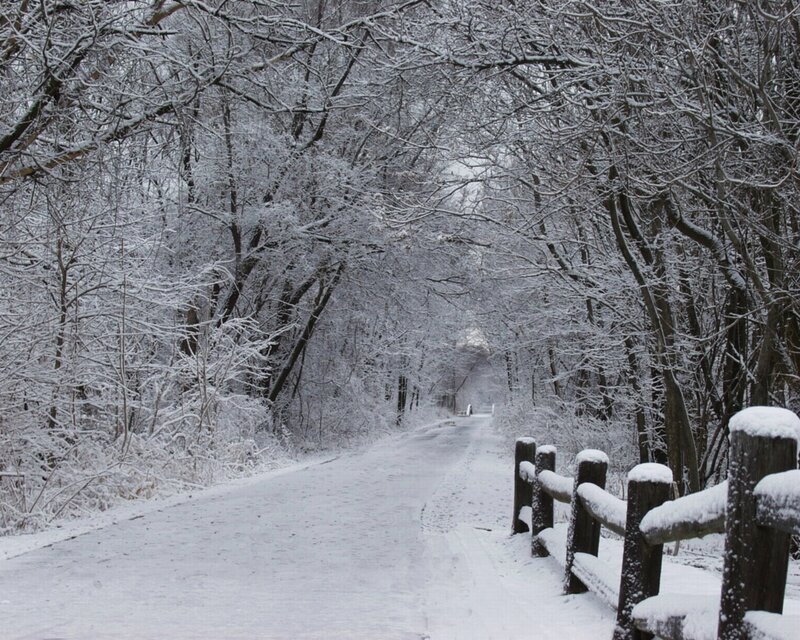 Snow-covered Path — White, Serene, Winter, Photograph, Trees, Fence, Snow, Brown