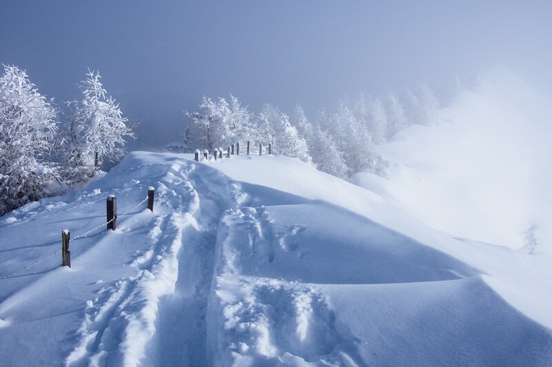 Snow-covered Path — White, Serene, Winter, Photograph, Trees, Fence, Snowdrifts
