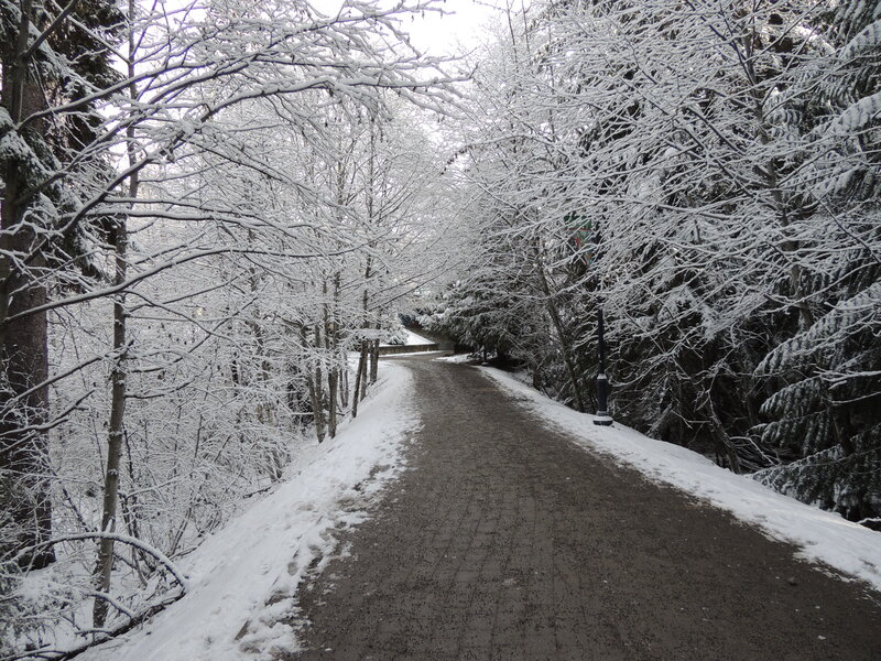 Snow-covered Path — White, Serene, Winter, Photograph, Trees, Lamppost