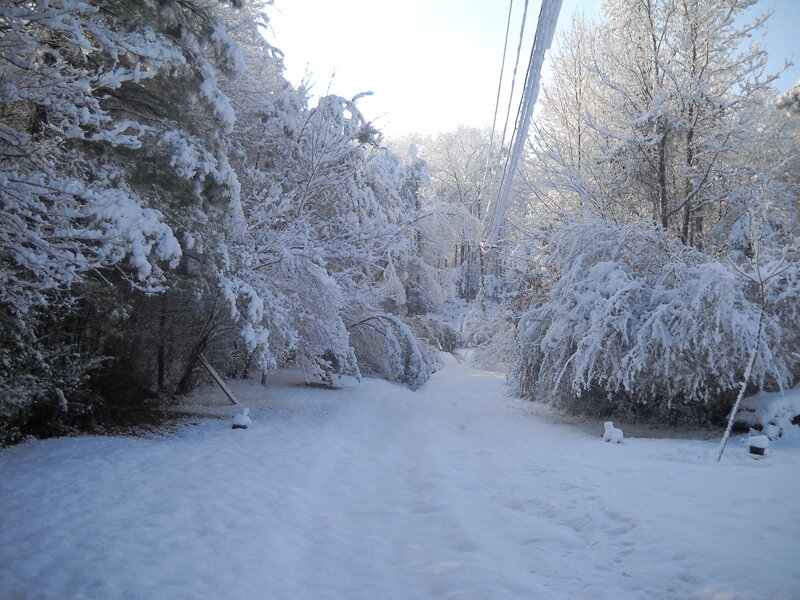Snow-covered Path — White, Serene, Winter, Photograph, Trees, Power Lines