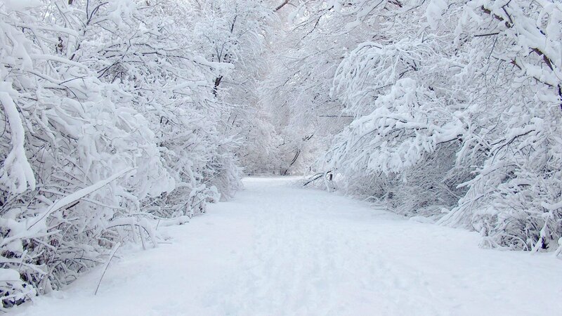 Snow-covered Path — White, Serene, Winter, Photograph, Trees, Snow, Forest, Gray