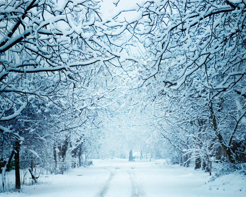 Snow-covered Path — White, Serene, Winter, Photograph, Trees, Snow, Road