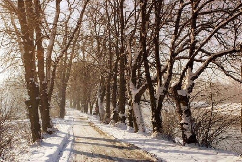 Snow-covered Path — White, Serene, Winter, Photograph, Trees, Snow