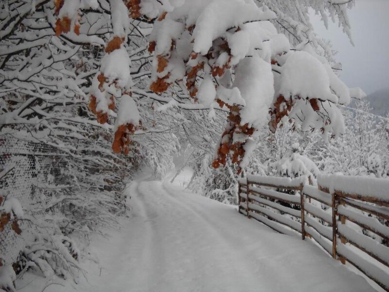 Snow-covered Path — White, Serene, Winter, Photograph, Trees