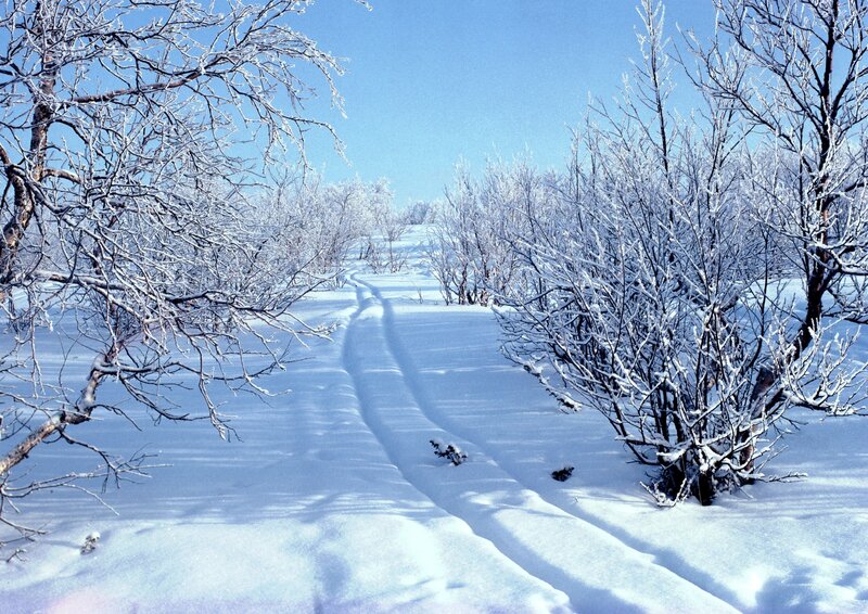 Snow-covered Path — White, Serene, Winter, Photograph, Trees, Tracks