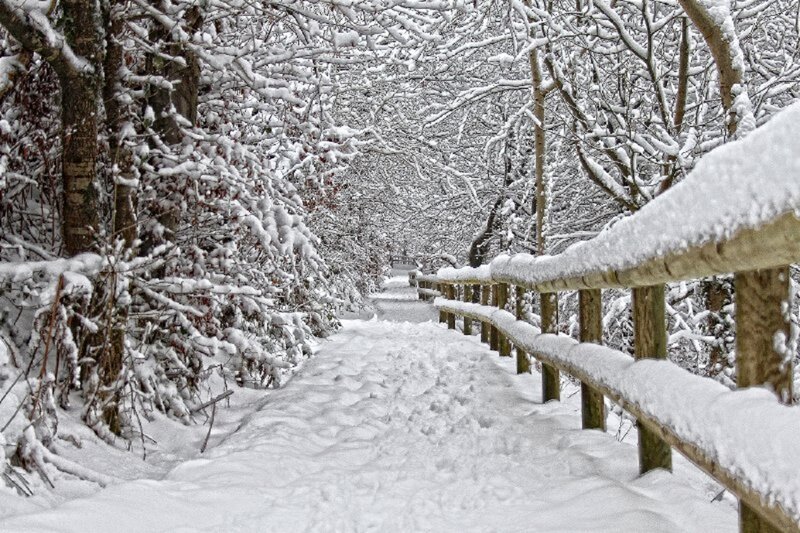 Snow-covered Path — White, Serene, Winter