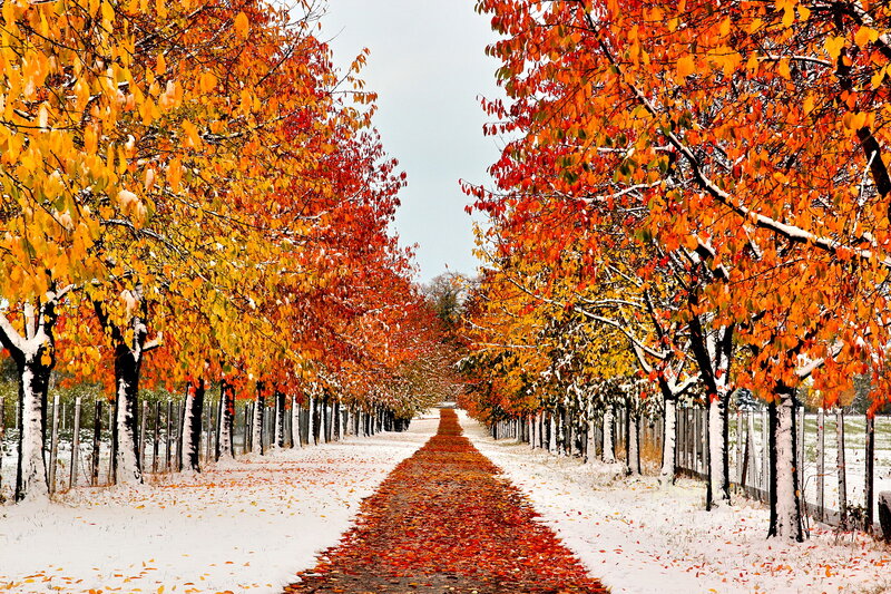 Snow-covered Path with Autumn Leaves