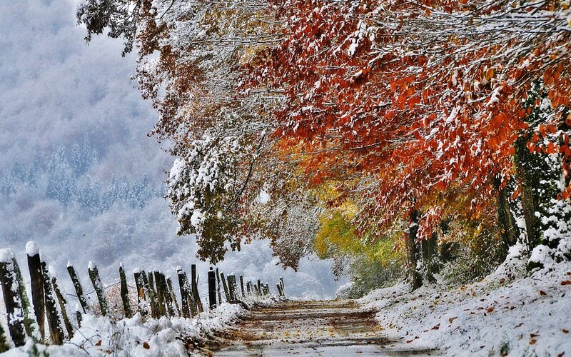 Snow-covered Path with Autumn Trees