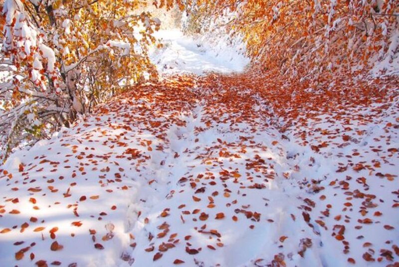 Snow-covered Path with Leaves