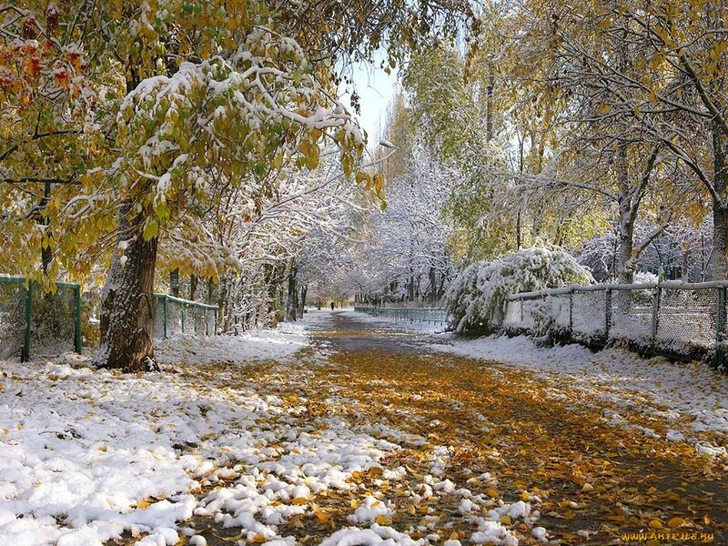 Snow-covered Path with Leaves — White