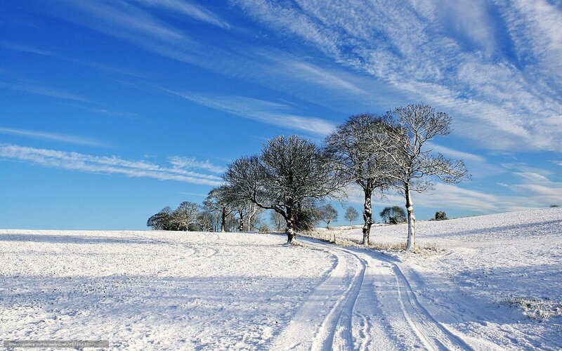 Snow-covered Path with Trees — Blue, Serene