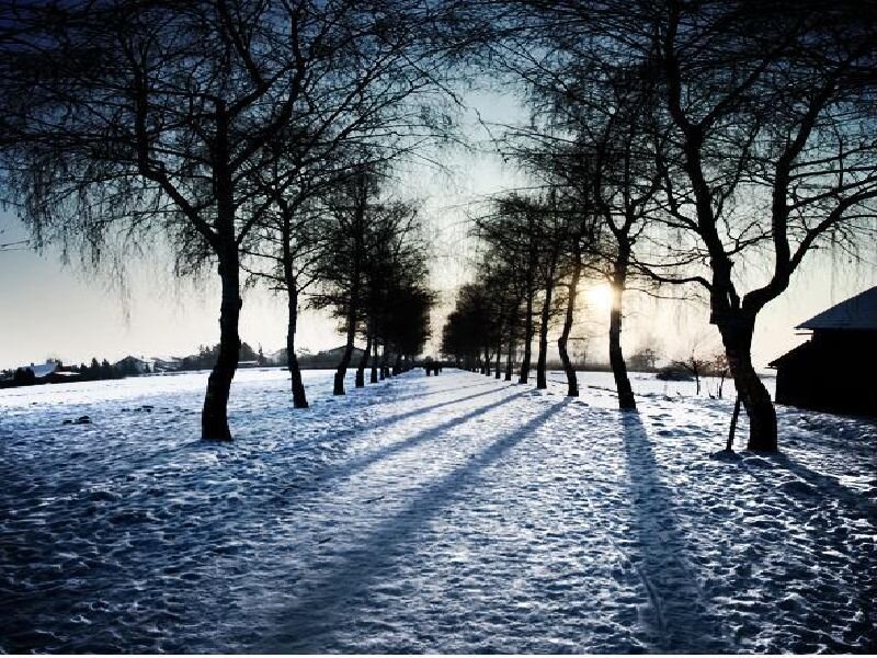 Snow-covered Path with Trees