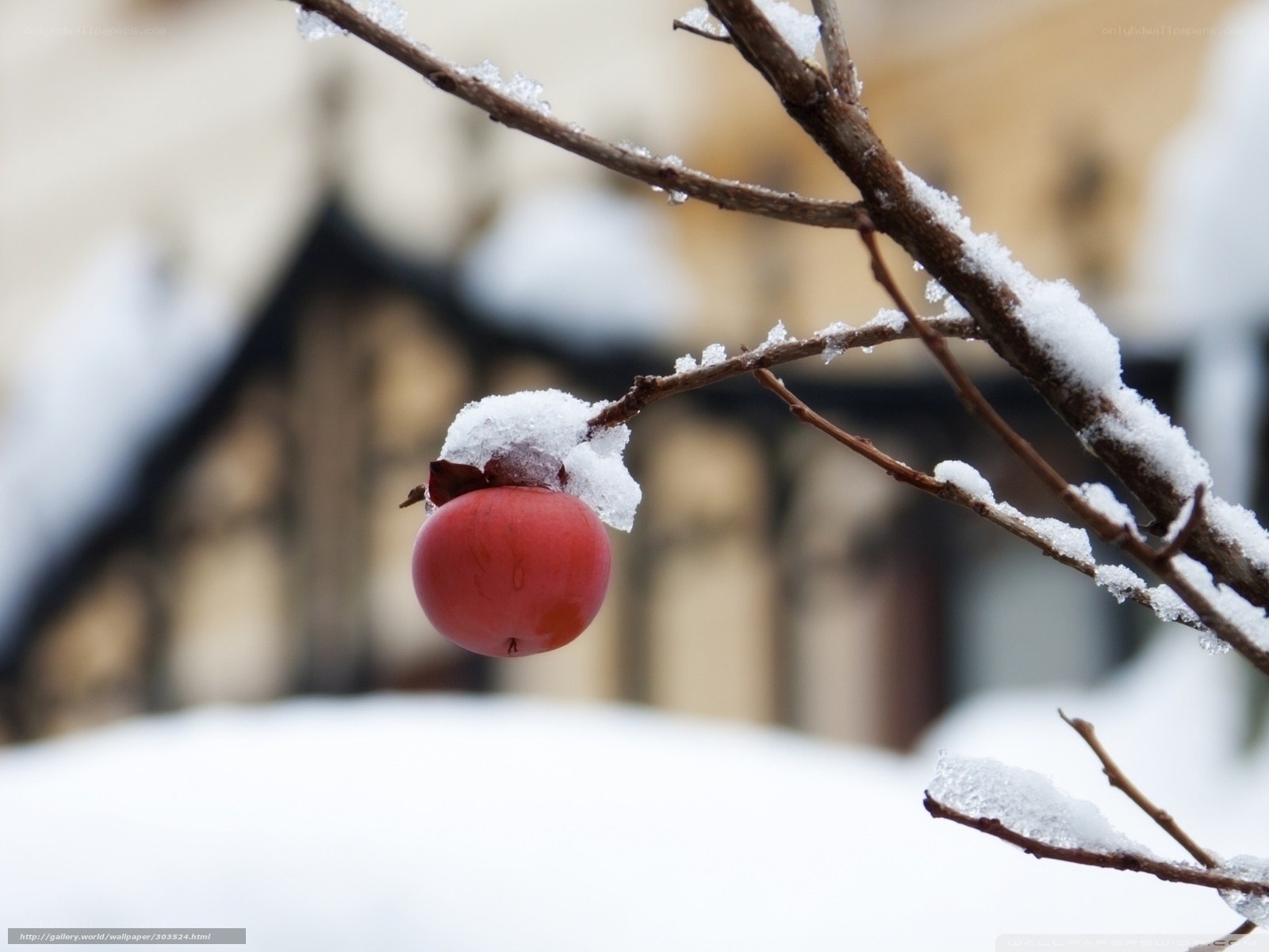 snow-covered persimmon on branch