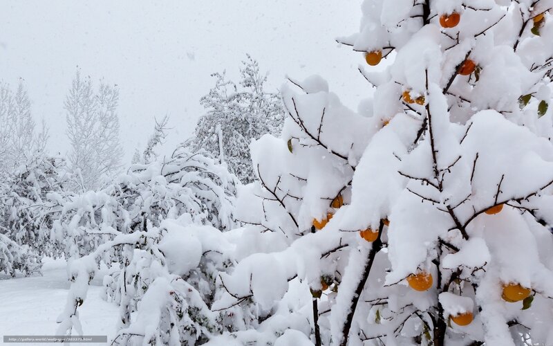 Snow-covered Persimmon Tree — White