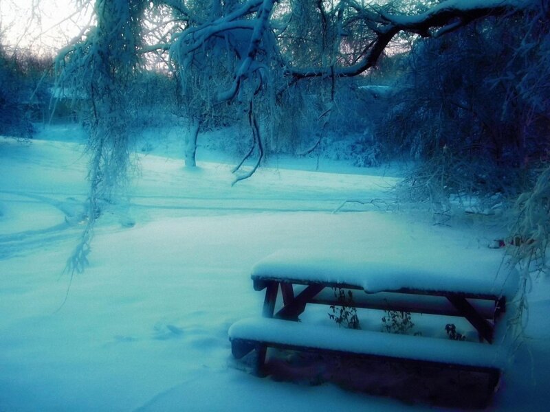 Snow-covered Picnic Table — Blue, Cold, Winter, Photograph, Trees, Snow