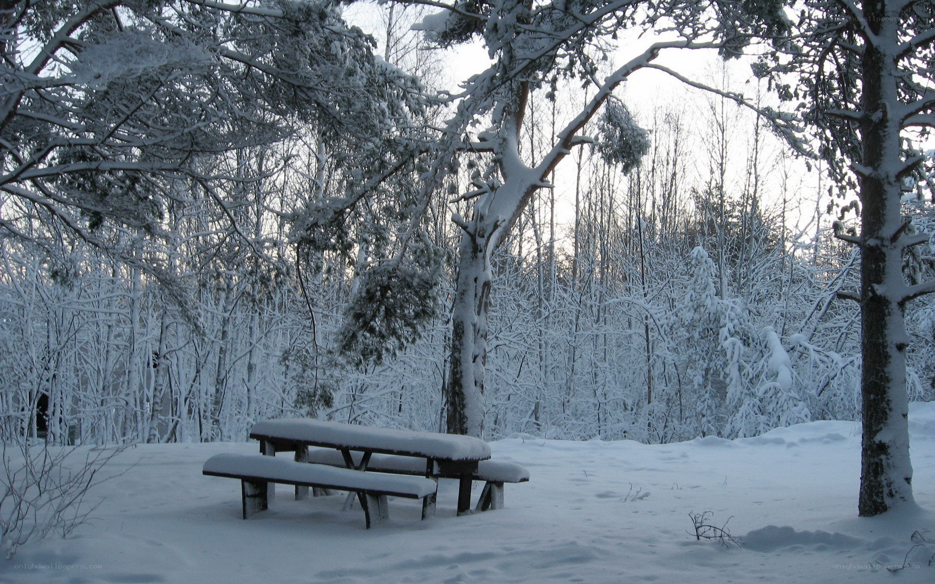 Snow-covered picnic table in forest