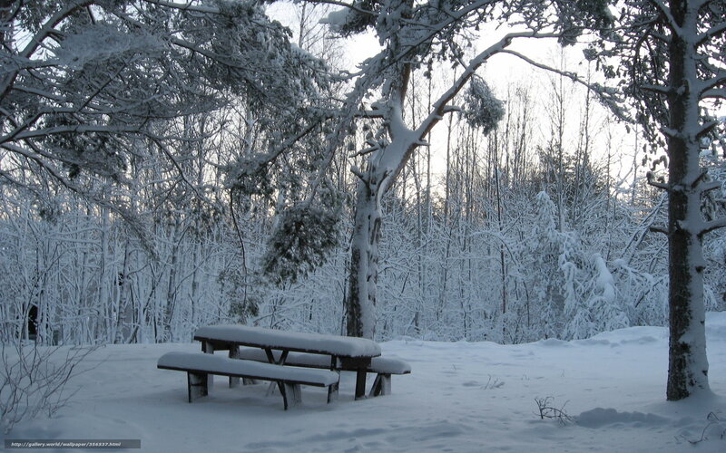 Snow-covered picnic table in forest