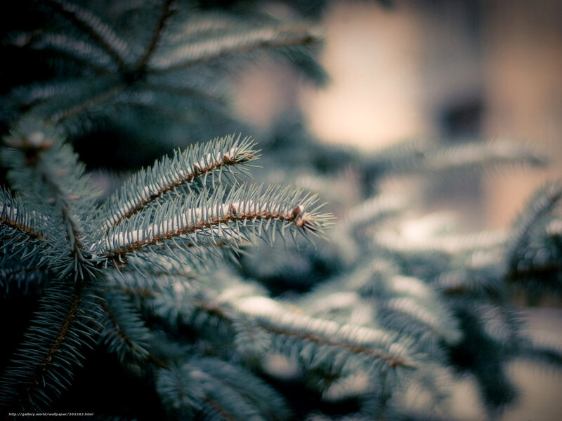 snow-covered pine branch