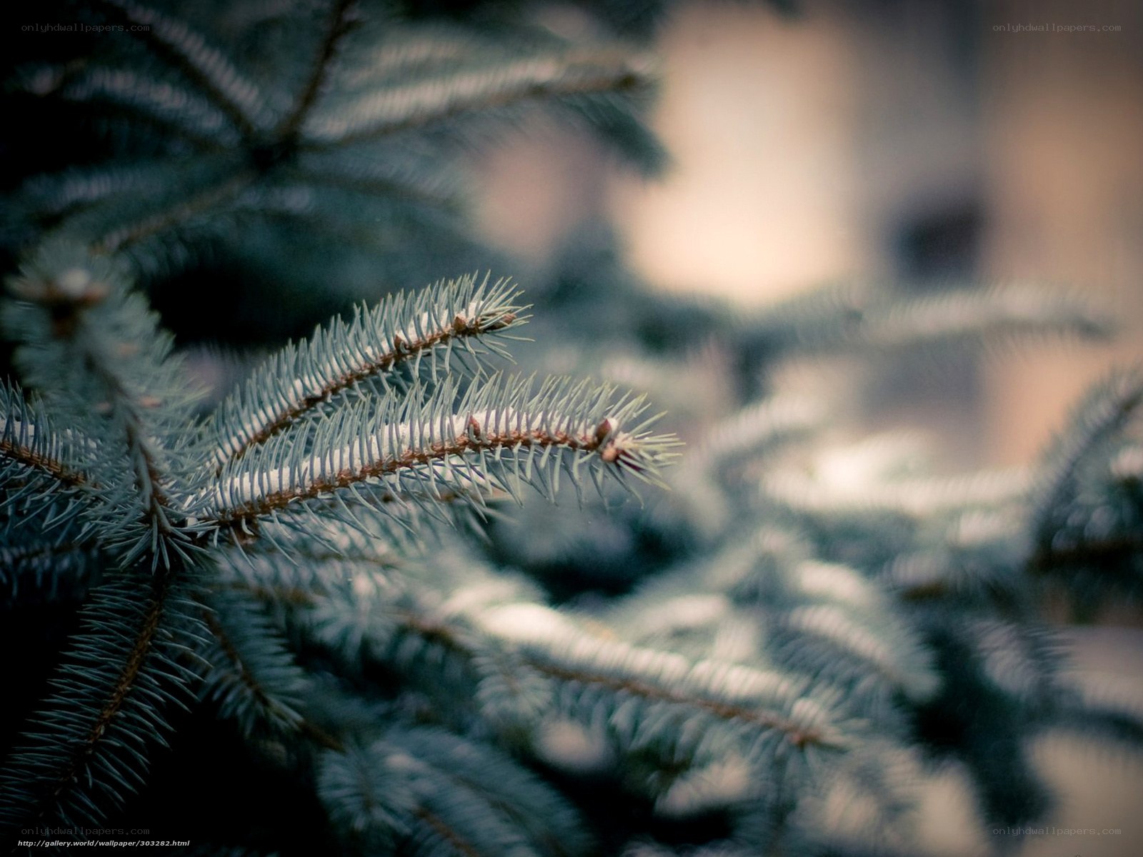 snow-covered pine branch