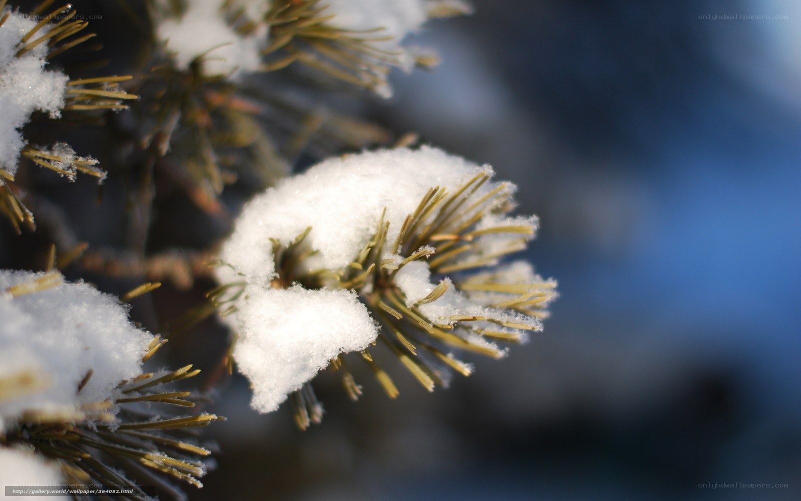 Snow-covered pine branch