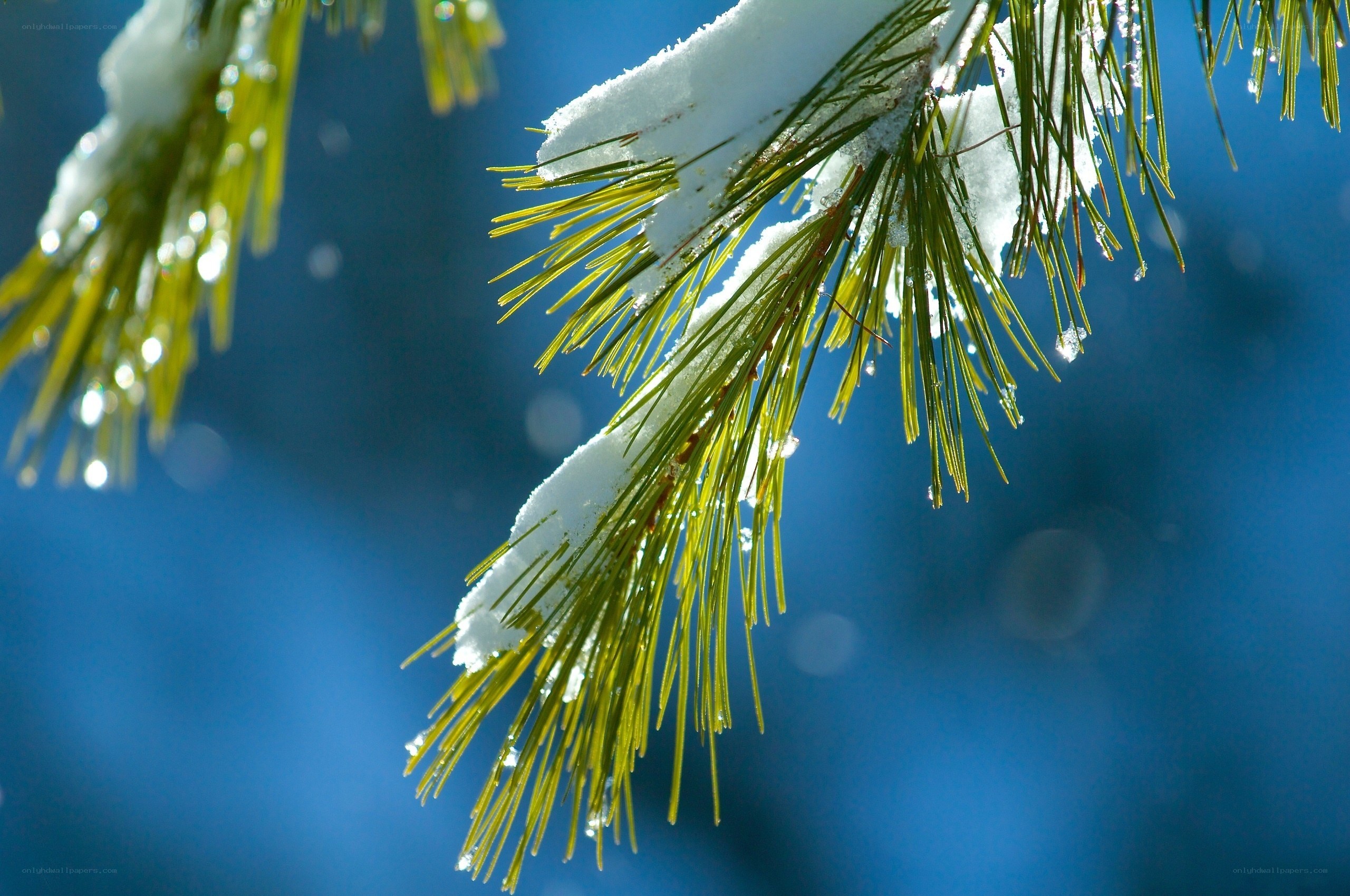 Snow-covered pine branch