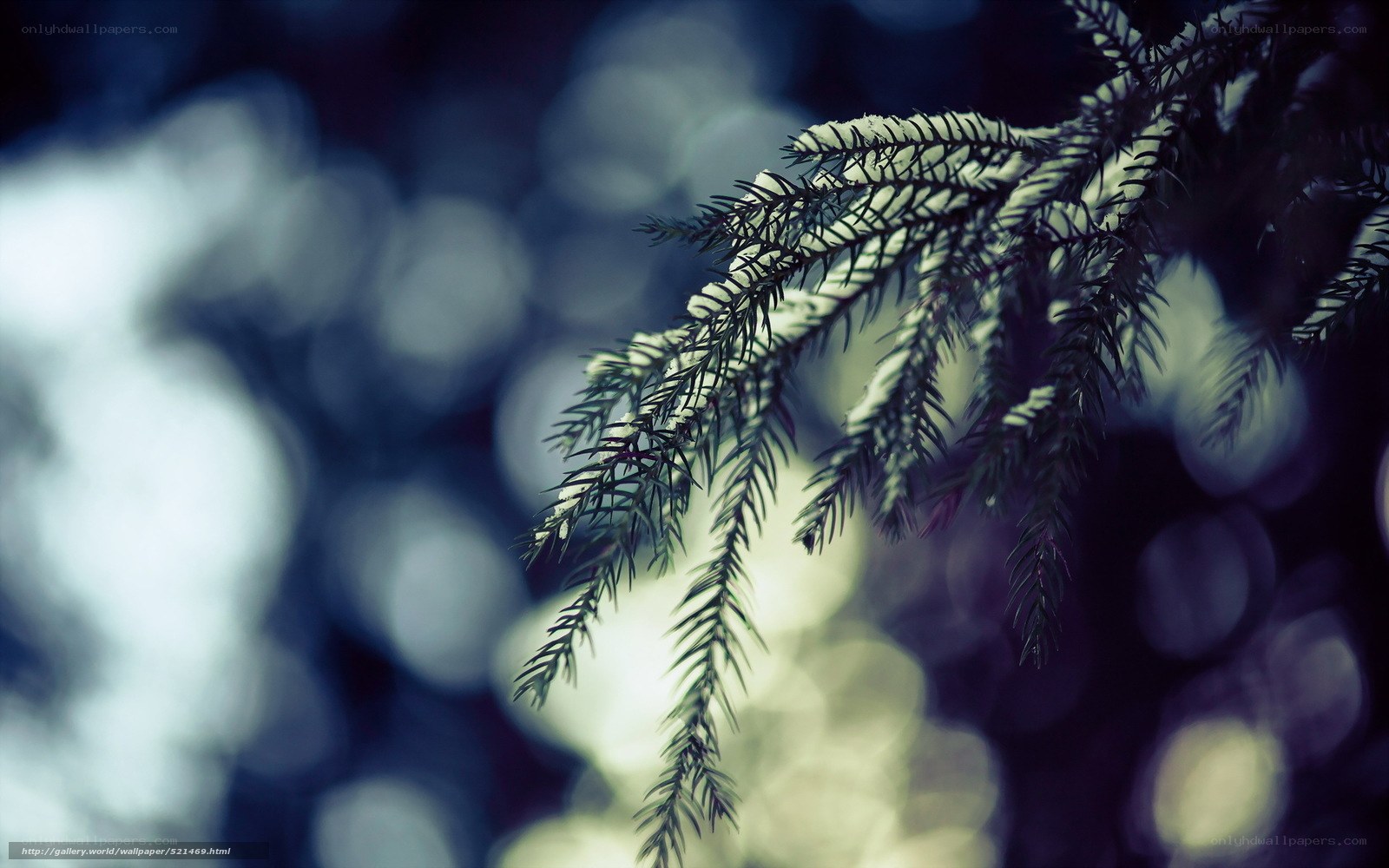 Snow-covered pine branch