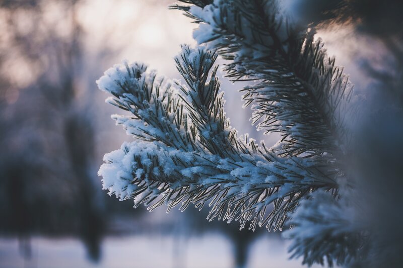 Snow-covered pine branch