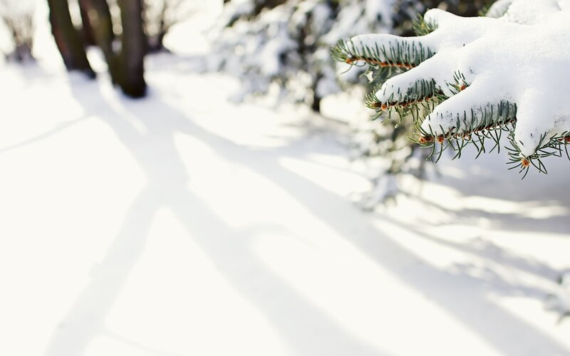 Snow-covered pine branch