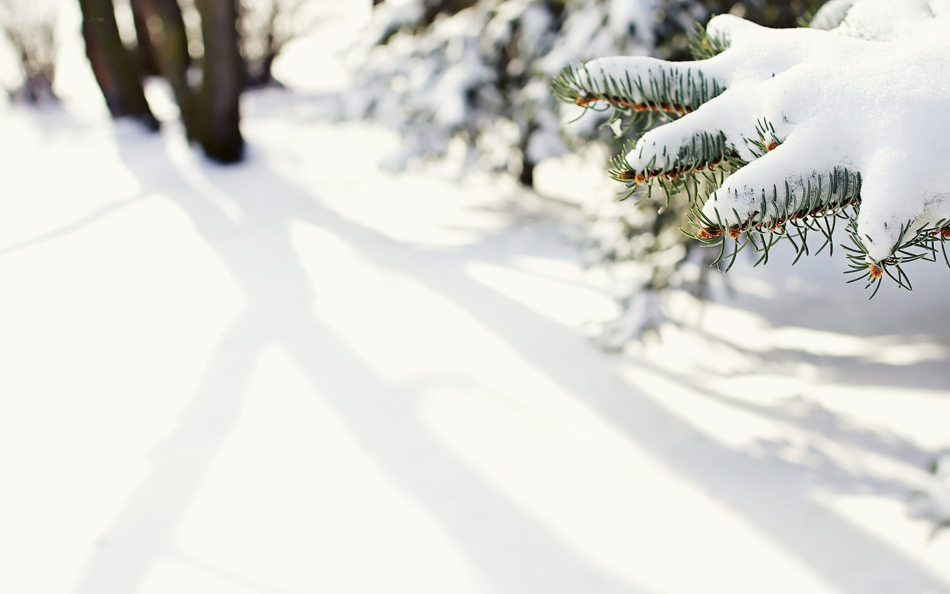 Snow-covered pine branch