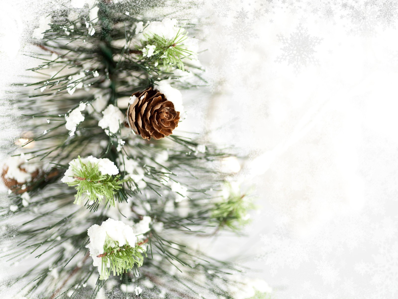 snow-covered pine branch