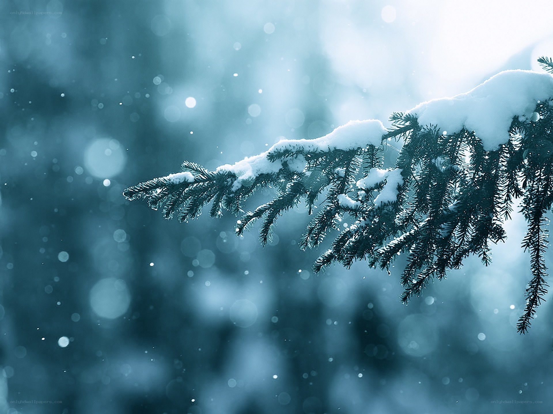 Snow-covered pine branch