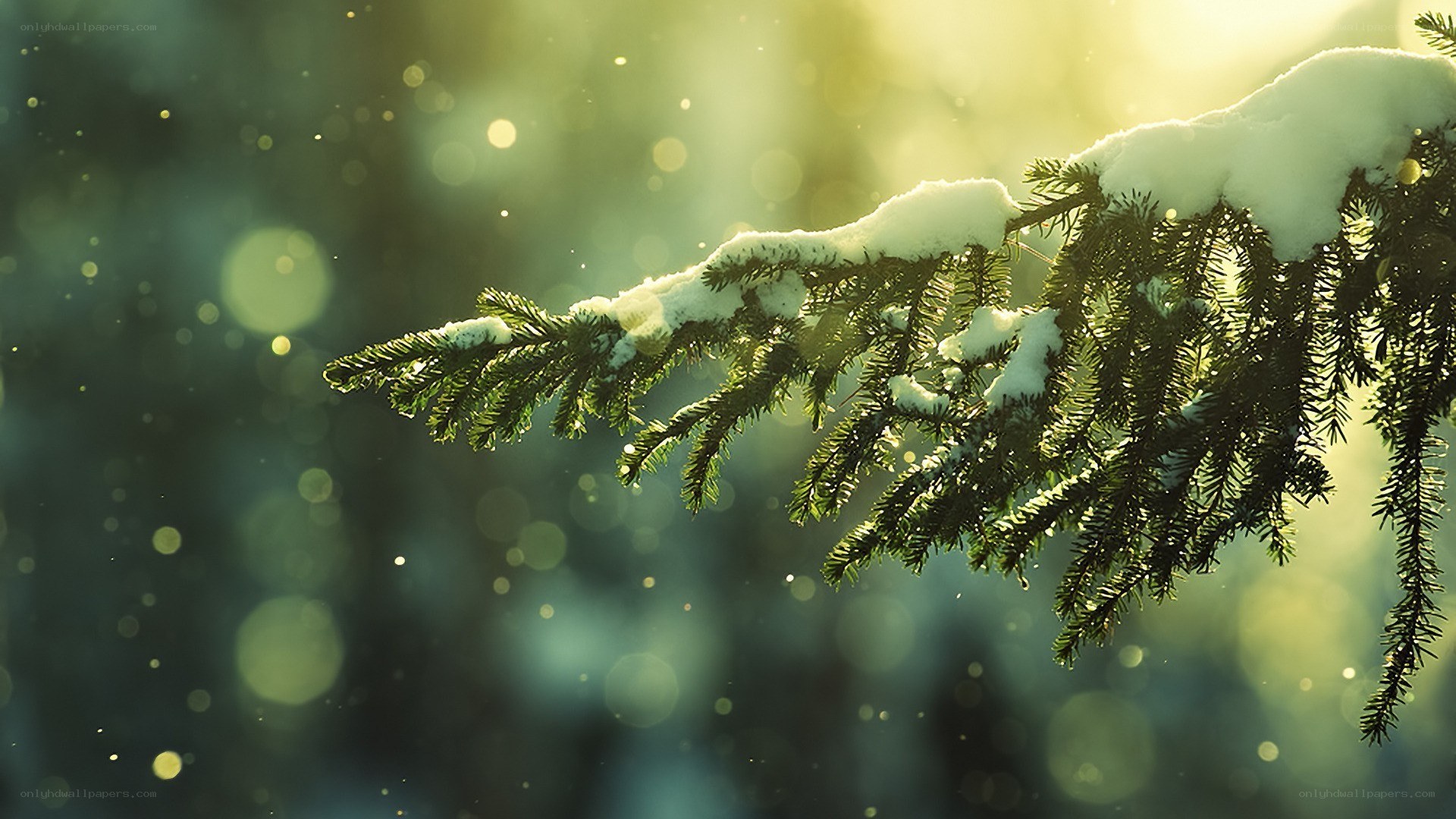 snow-covered pine branch