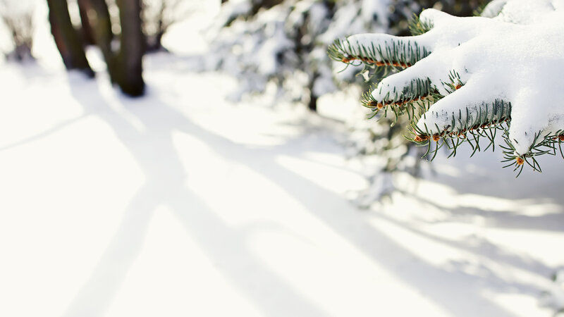 Snow-covered pine branch