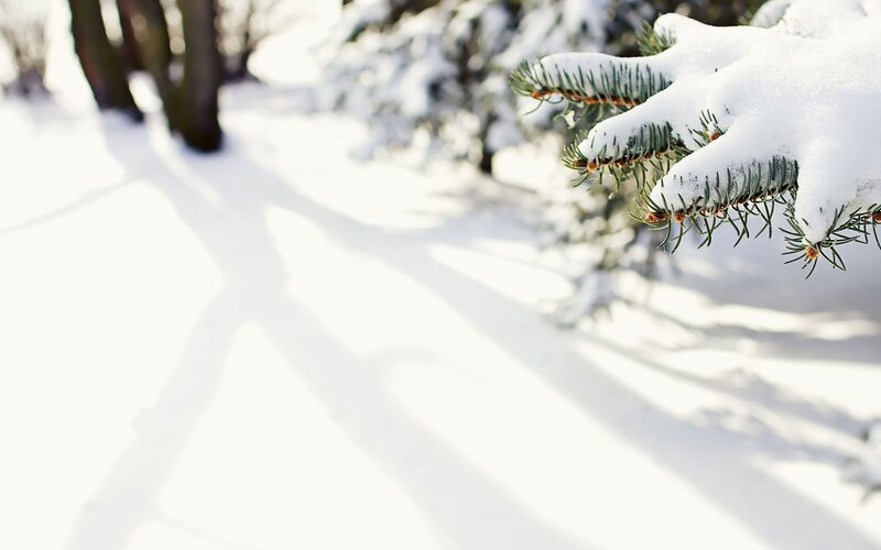 Snow-covered pine branch