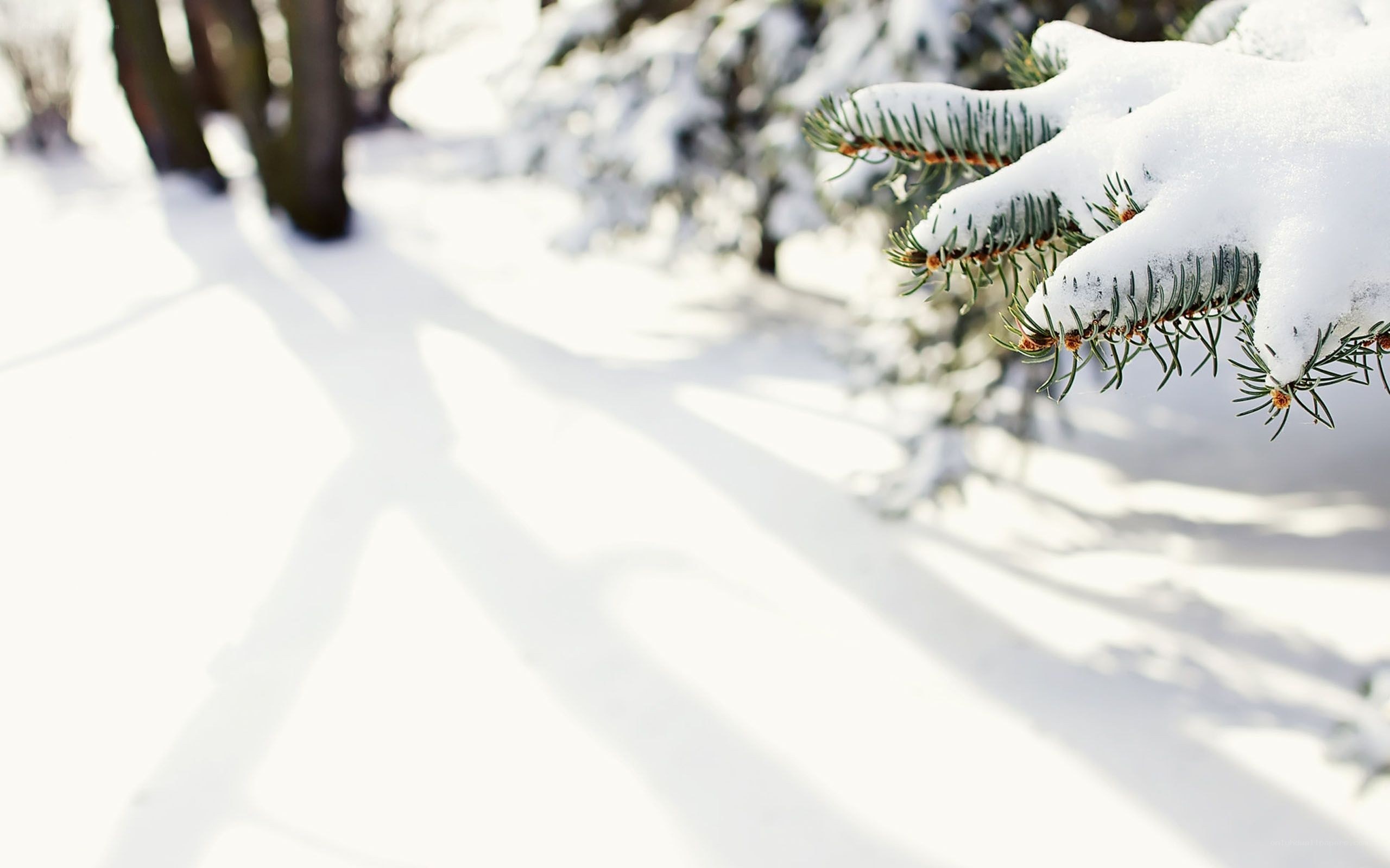 Snow-covered pine branch