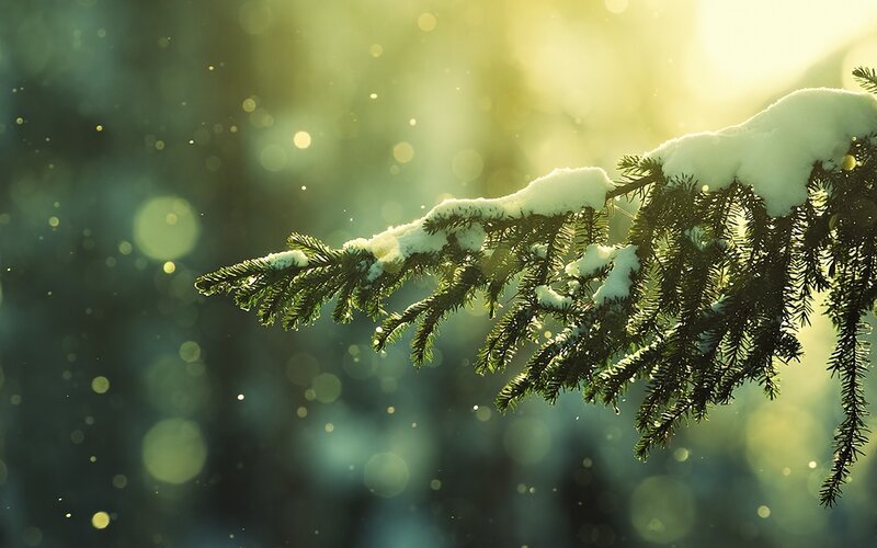 snow-covered pine branch
