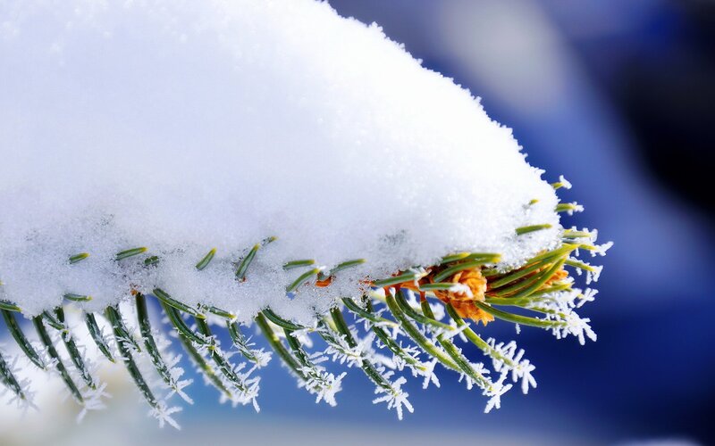 Snow-covered pine branch