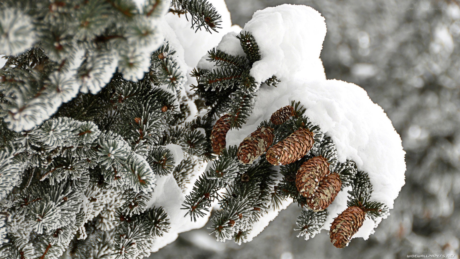 Snow-covered pine branch