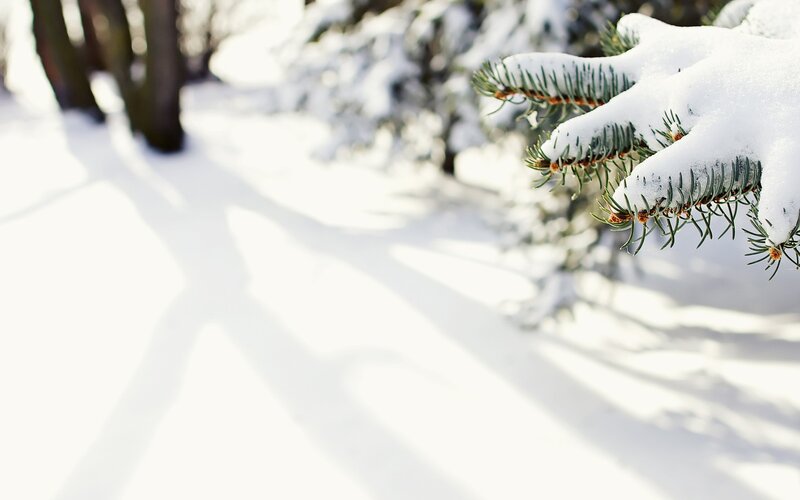 Snow-covered pine branch